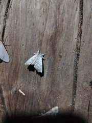 Apatelodidae