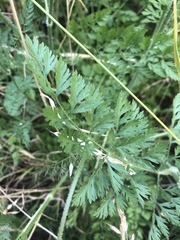 Daucus carota