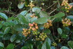 Viburnum taitoense