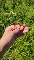 Bromus inermis