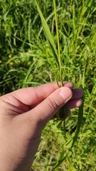 Bromus inermis
