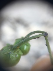 Solanum nigrum nigrum