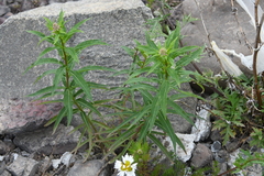 Chamaenerion angustifolium