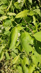 Salix