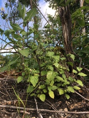 Solanum nigrum nigrum