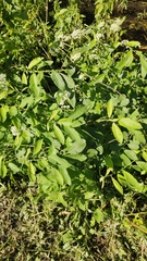 Salix
