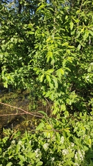 Salix