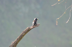 Stactolaema leucotis