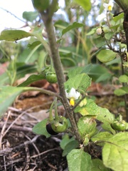 Solanum nigrum nigrum