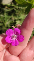 Geranium palustre