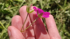 Geranium palustre