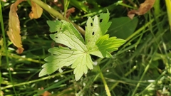 Geranium palustre