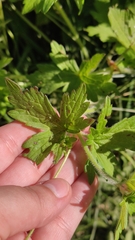 Geranium palustre