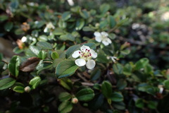 Cotoneaster morrisonensis