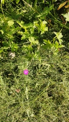 Geranium palustre