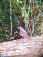 Turdus rufiventris