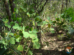 Desmodium orbiculare