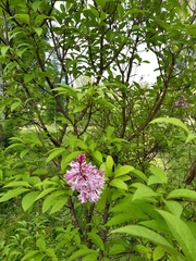 Syringa wolfii