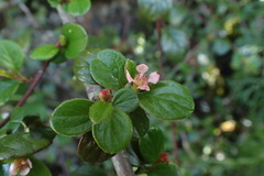 Cotoneaster rosiflorus