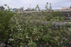 Salix gmelinii