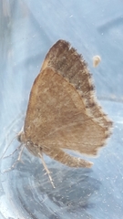 Euchoeca nebulata