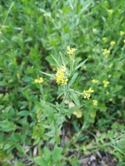 Sisymbrium officinale