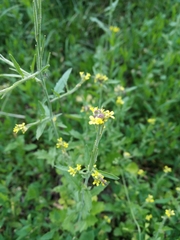 Sisymbrium officinale