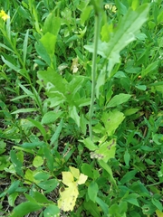 Sisymbrium officinale