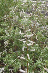 Salix gmelinii