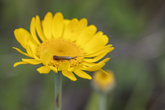 Coleophora deauratella