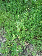 Sisymbrium officinale