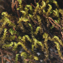 Hygrohypnum luridum