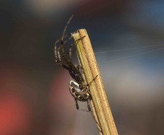 Nephilengys malabarensis