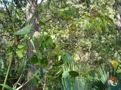 Desmodium orbiculare