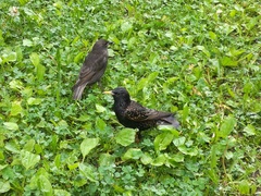 Sturnus vulgaris