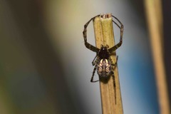 Nephilengys malabarensis