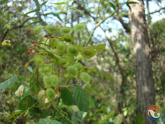 Desmodium orbiculare