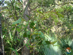 Desmodium orbiculare