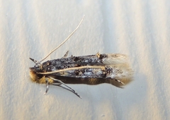 Stenoptinea auriferella