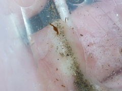 Caprella