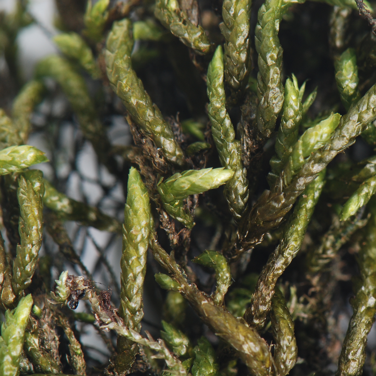 Platyhypnum smithii
