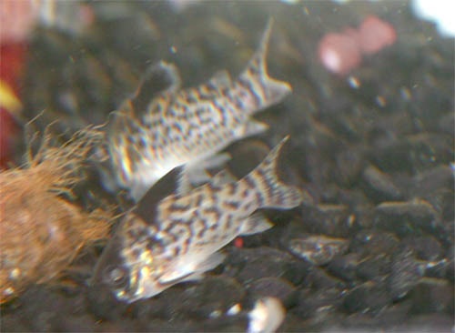 Leucomelas