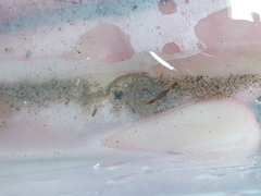 Caprella