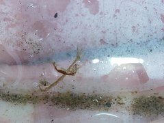 Caprella