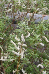 Salix gmelinii
