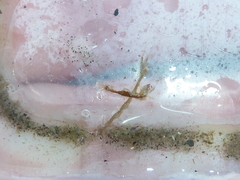 Caprella