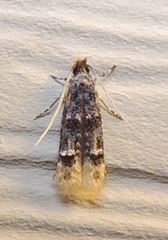 Stenoptinea auriferella