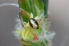 Neottiura bimaculata