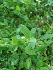 Polygonum aviculare