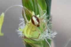 Neottiura bimaculata
